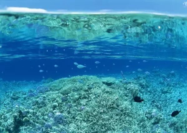 海洋上游泳冠军_海洋生物游泳冠军_海里游泳冠军