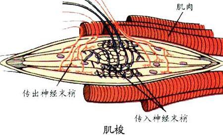 举重选手腰带_不系腰带的举重冠军_举重运动员的腰带一条多少钱