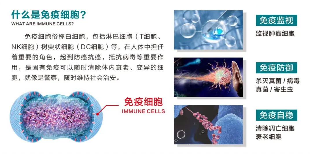 张伯礼院士：免疫细胞活性随年龄增长而降低