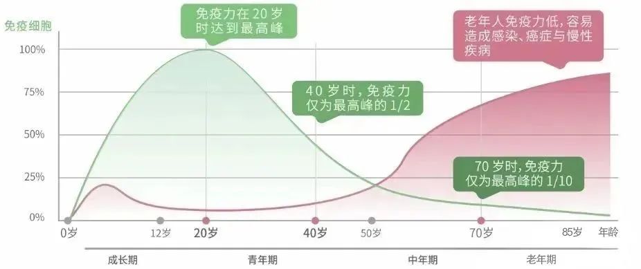 NK 细胞：人体免疫系统的核心细胞，免疫