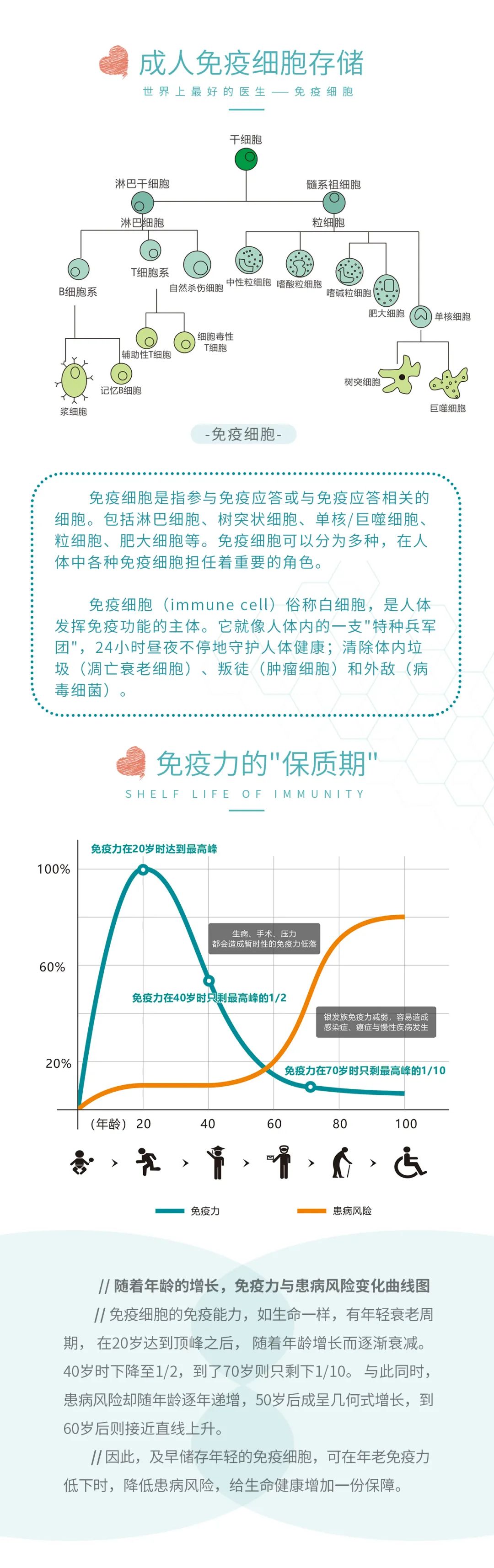 免疫细胞亚群有哪些_免疫细胞亚群检测的意义_免疫细胞 亚健康